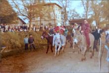 palio
