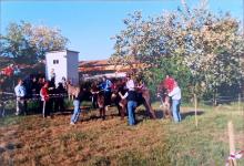 palio